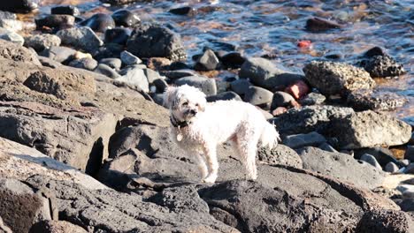 un perro caminando por las rocas junto al mar