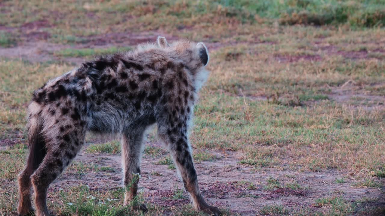 Spotted Hyena Standing On Savannah Grooms Itself