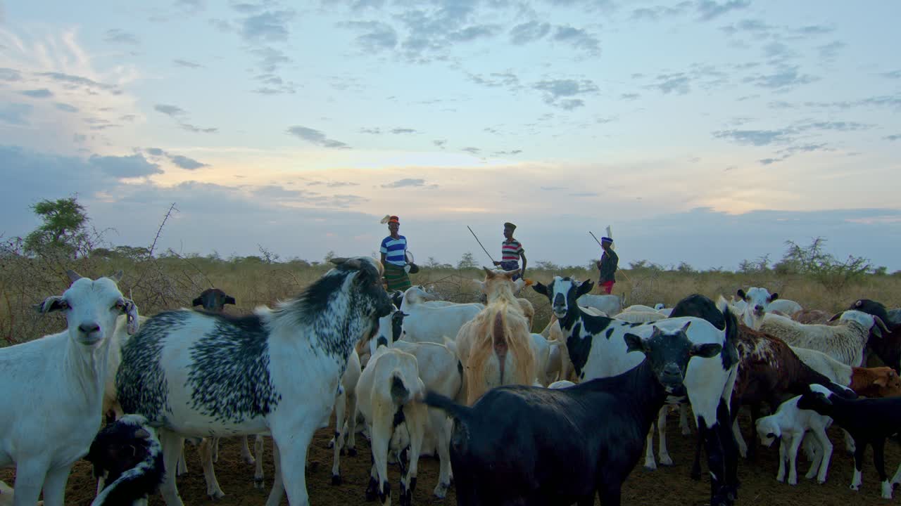 Karamojong Men With Their Goats On The Field In Uganda, Africa - Wide Shot