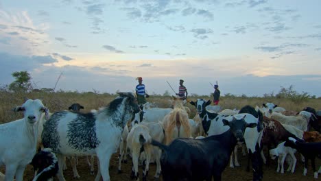 karamojong men with their goats on the field in uganda, africa - wide shot