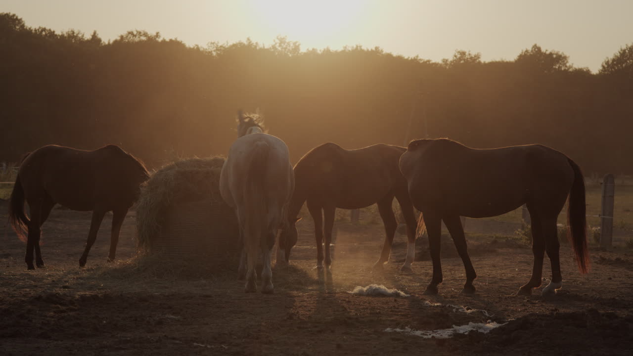 Horses in the paddock