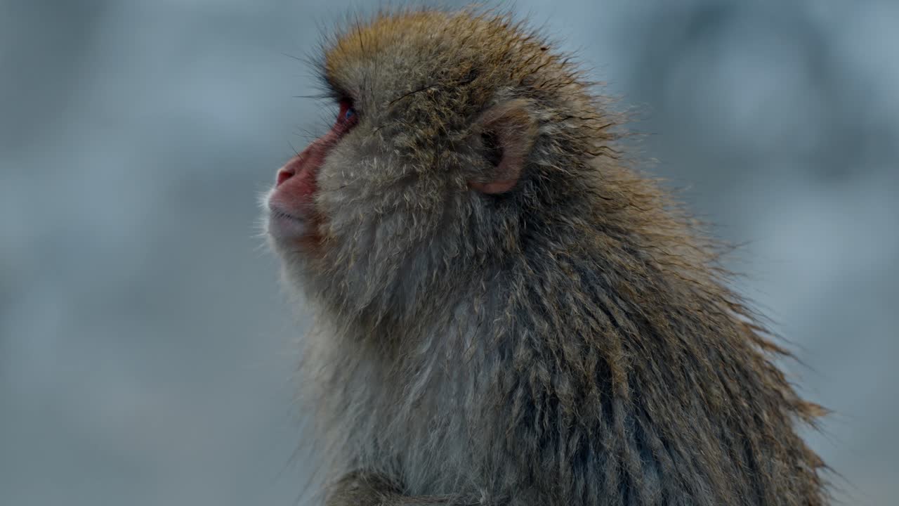 un tranquilo clip de un mono de nieve en el jigokudani onsen, rodeado por un impresionante paisaje cubierto de nieve.