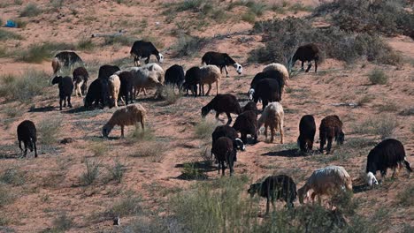 The-Najdi-Sheep,-originating-from-the-Najd-region-in-the-Arabian-Peninsula,-are-commonly-spotted-grazing-in-the-desert