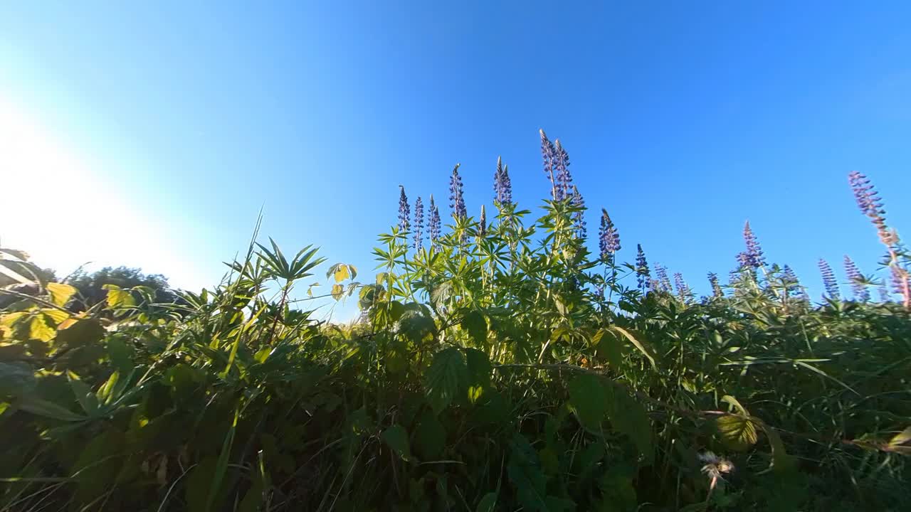 Tall Violet Lupine Bluebonnet&nbsp;Flowers Next To Agriculture Field Illuminated By Sunrise