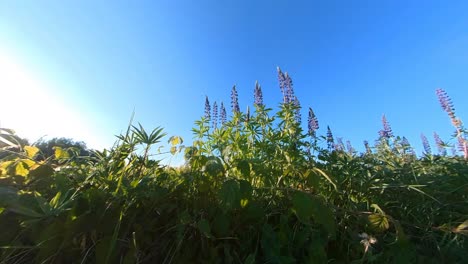 tall violet lupine bluebonnet flowers next to agriculture field illuminated by sunrise