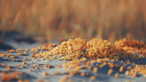 Colorful-seaweed-on-the-sandy-beach