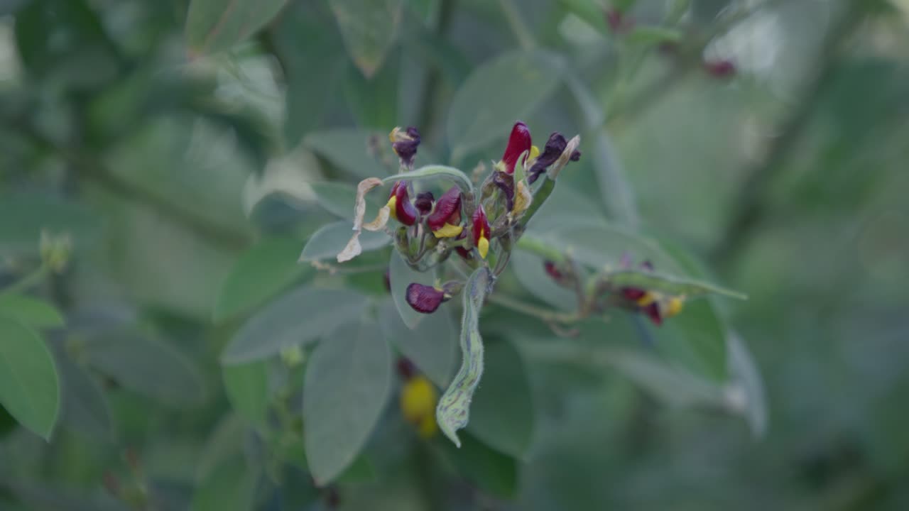 A rack focus closeup of a cluster of pigeon peas fruit (Legume) in the tree with sunlight in the garden