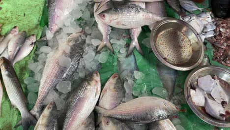 extreme close up shot of ilish or hilsa fishes on ice for sale in fish market with silvery scale