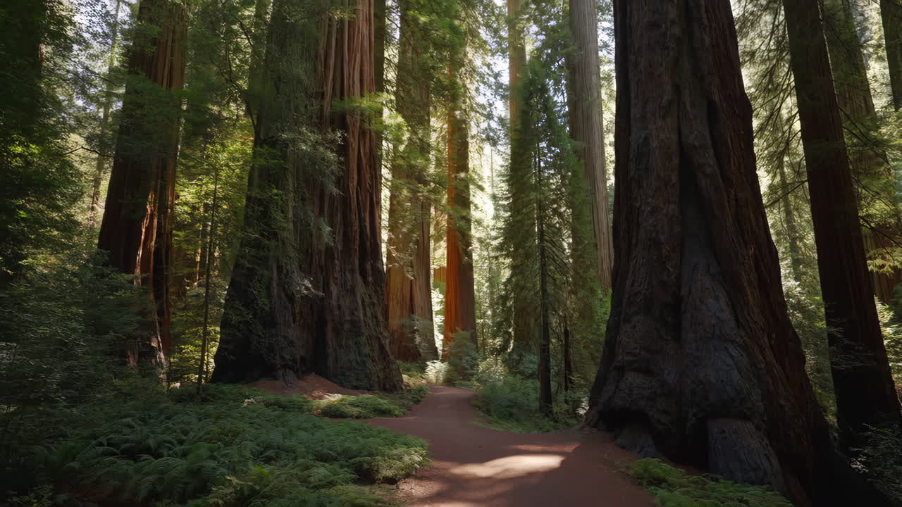 Sentiero che si snoda attraverso una maestosa foresta di sequoie con la luce solare che filtra attraverso la chioma