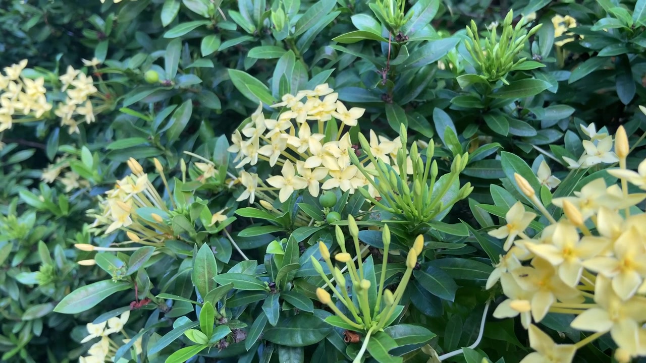 Primo piano di fiori di Ixora gialli che sbocciano in un giardino