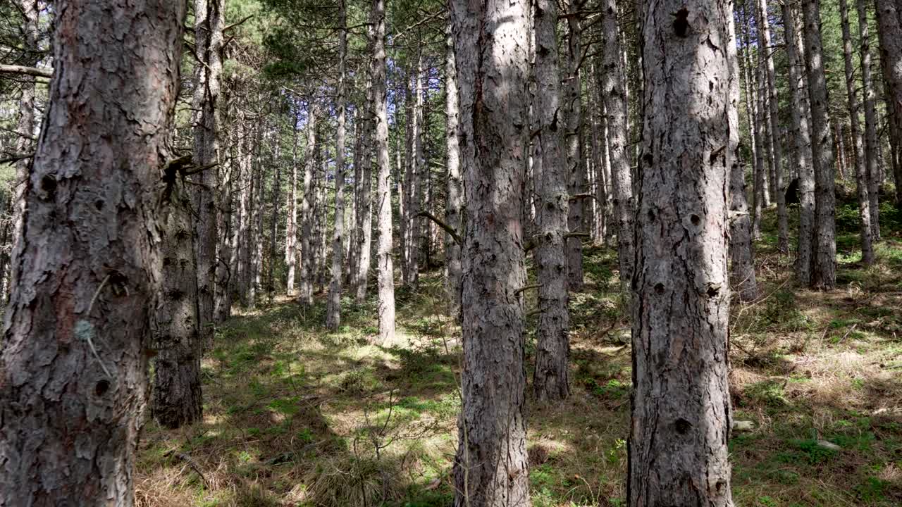 video caminando entre el bosque de pinos altos y densos en un día soleado de verano