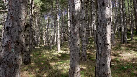 Video-walking-among-tall-dense-pine-tree-forest-Sunny-Summer-Day