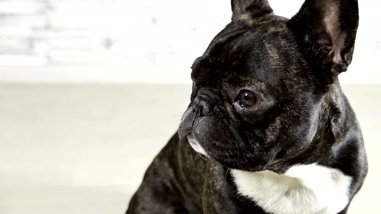 동물 품종: 프랑스 불도그 좌석