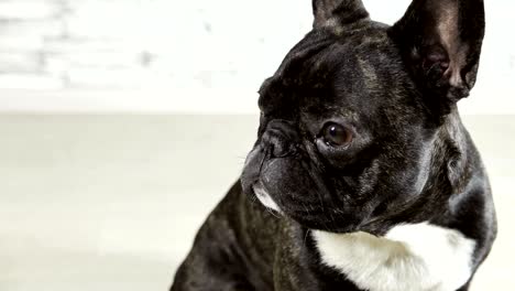 animal dog breed french bulldog sitting