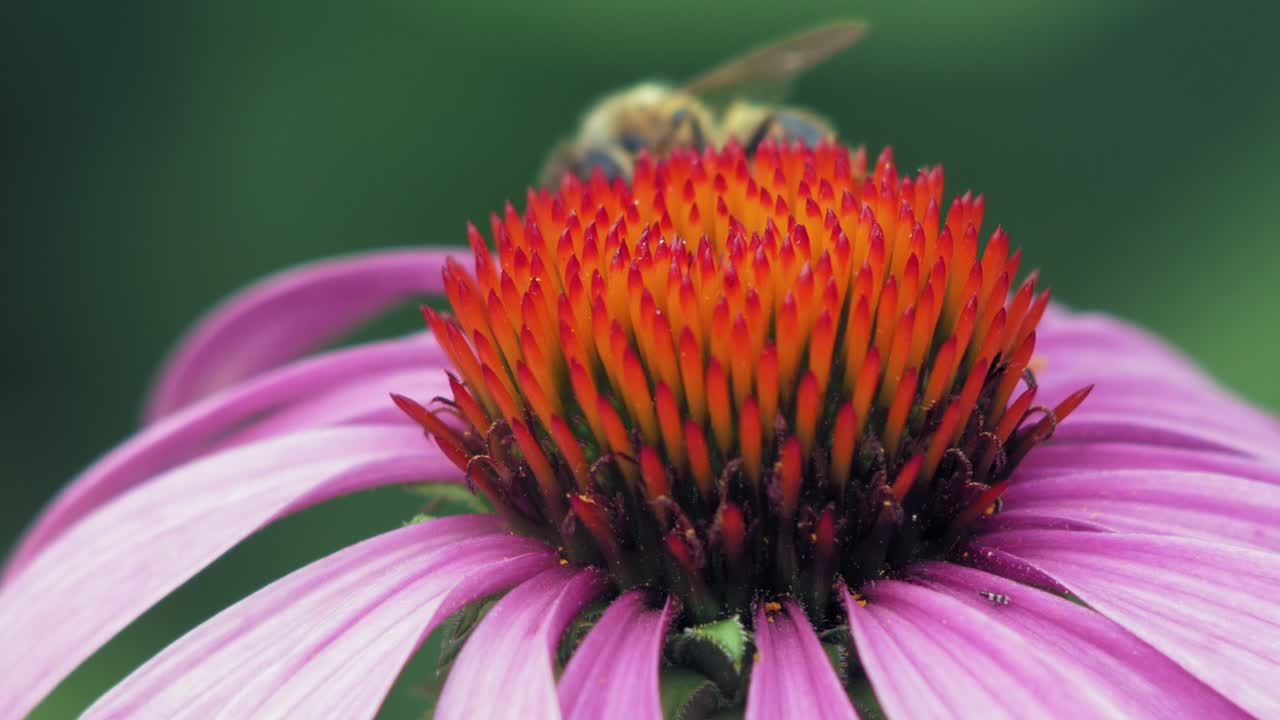 abeja melífera recolecta polen de una flor de cono púrpura y naranja