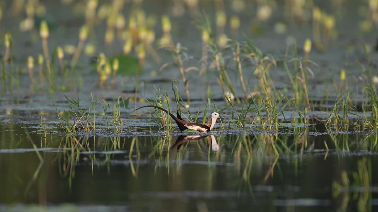 Queen of Wetland Pheasant tailed Jacana in Water lily pond in moon soon Season