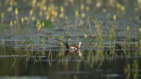 Reina-Del-Humedal-Jacana-De-Cola-De-Faisán-En-El-Estanque-De-Nenúfares-En-La-Luna-Pronto-Temporada