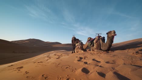 camels sitting on dunes of sahara desert, mezourga, morocco