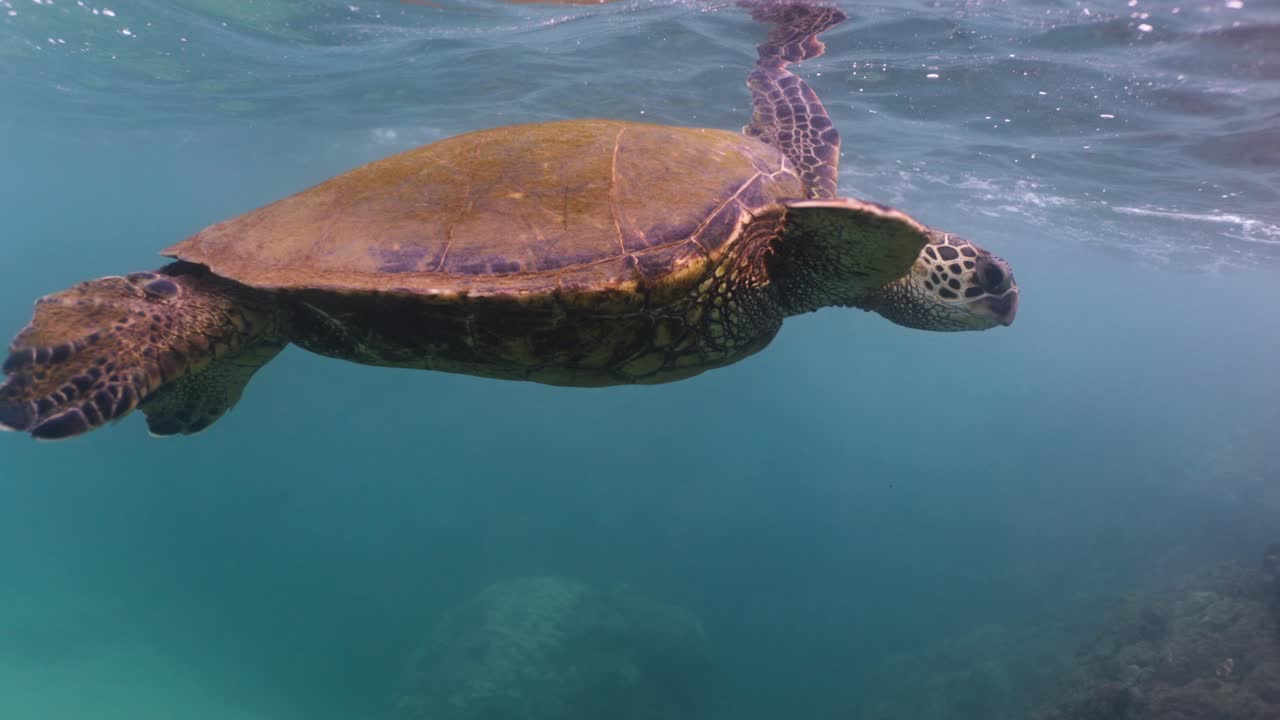 Green sea turtle swims by rock and sea surface, underwater closeup