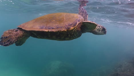 Green-sea-turtle-swims-by-rock-and-sea-surface,-underwater-closeup