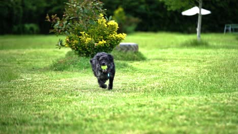 young black and grey labradoodle dog running towards the camera in a field with a ball in it's mouth slow motion