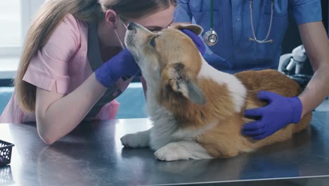a team of veterinarians examines the ears of a sick corgi dog using otoscope