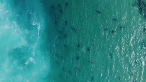 Aerial-view-above-sandbar-sharks-in-crystal-clear-ocean-water---screwdriver,-drone-shot