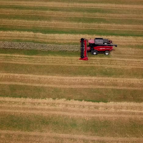 Aerial view. Combine harvester working on the wheat field. Wheat Harvesting.