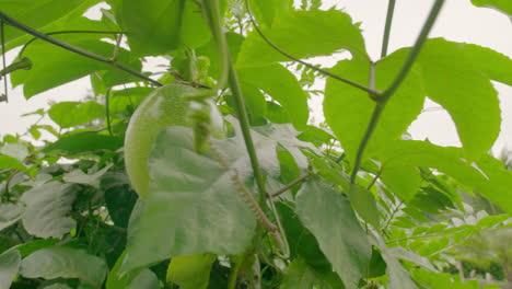 Tropical-garden-passion-fruit