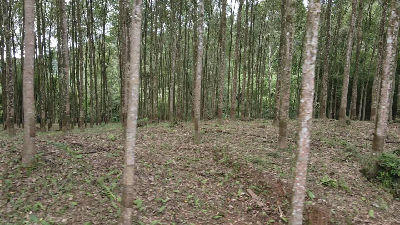 Ripresa carrellata laterale di una piantagione di alberi della gomma con alberi della gomma da lattice in una fattoria di gomma in Thailandia