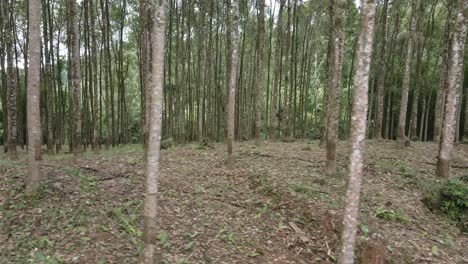 side-trucking-shot-of-a-rubber-tree-plantation-with-latex-rubber-trees-on-a-rubber-farm-in-Thailand