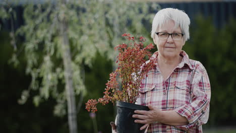 Portrait-of-an-elderly-active-woman,-holding-a-pot-of-barberry-in-her-hands,-working-in-her-garden