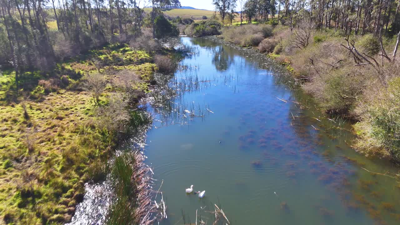 Aerial footage glides above a tranquil pond surrounded by lush forest and grassy banks in Dorrigo, New South Wales, under bright natural daylight