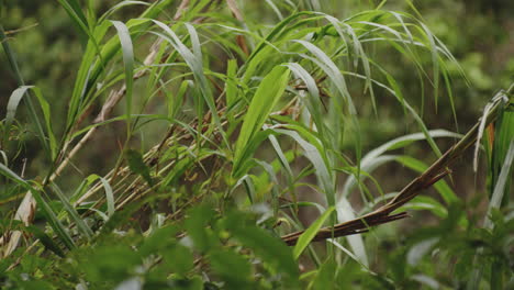 pastos silvestres a orillas del río que crecen en el bosque de río tanama durante el día en puerto rico