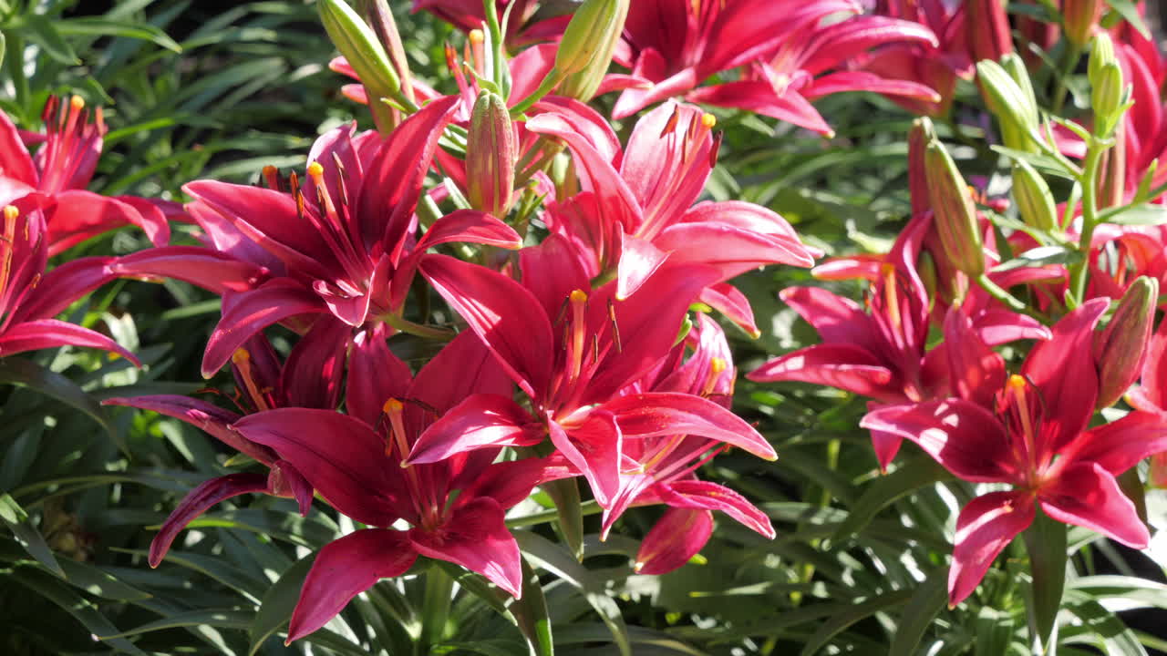 flores de lirio rosa en un hermoso día soleado