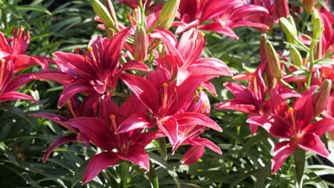 Flores-De-Lirio-Rosa-En-Un-Hermoso-Día-Soleado