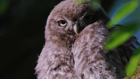 el pequeño búho mira fijamente a la cámara en el bosque por la noche, toma en ángulo bajo