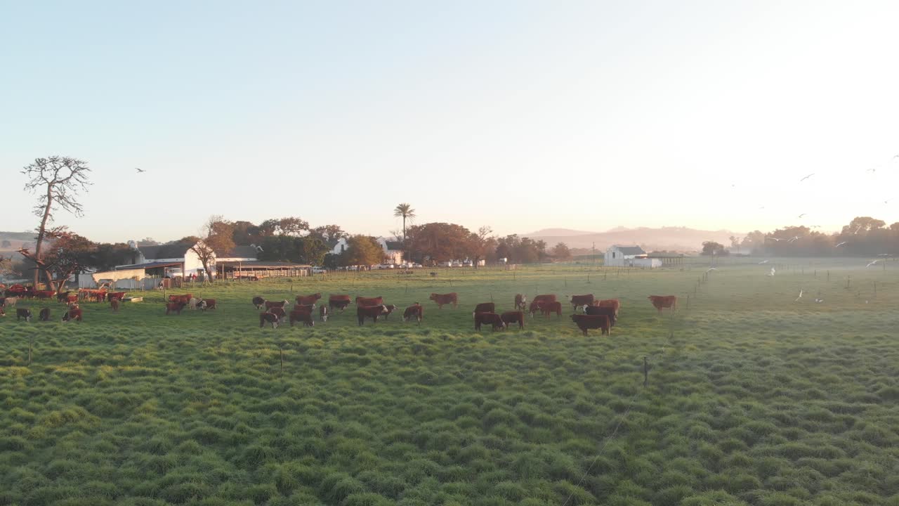 Cows with red hair on an organic farm start running. Drone flies around herd of cows to reveal golden hour.