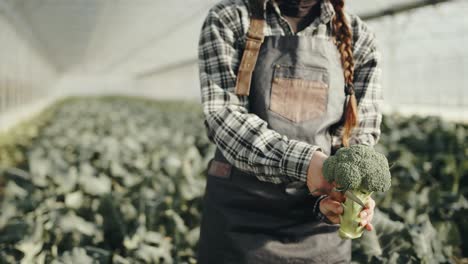 farmer with broccoli on his hands on a big cultivation greenhouse