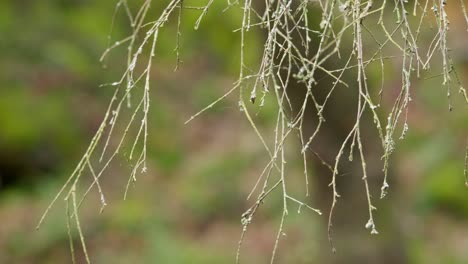 Wispy-tree-branches-blowing-in-the-breeze-on-a-cold-autumn-day-in-the-UK