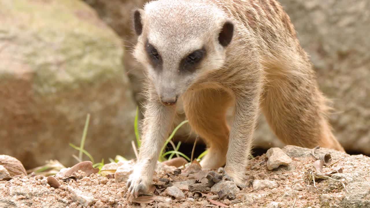 Um suricate cava ativamente e procura comida em solo rochoso desértico sob luz natural.