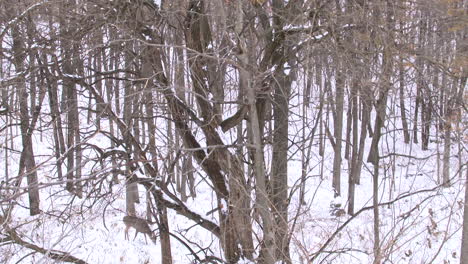 Weitwinkelaufnahme-Eines-Hirsches,-Der-Durch-Den-Verschneiten-Wald-Läuft