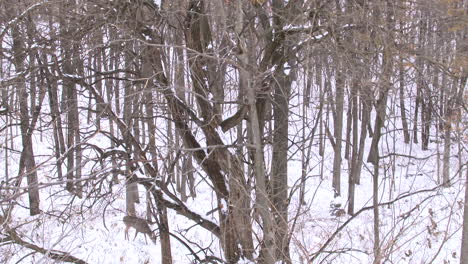 plano amplio de ciervos caminando por un bosque nevado