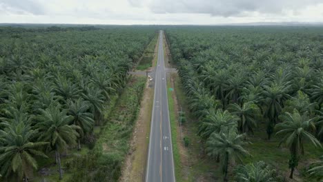 drone view of street between the palmiers, cenital, costa rica, tilt up shot