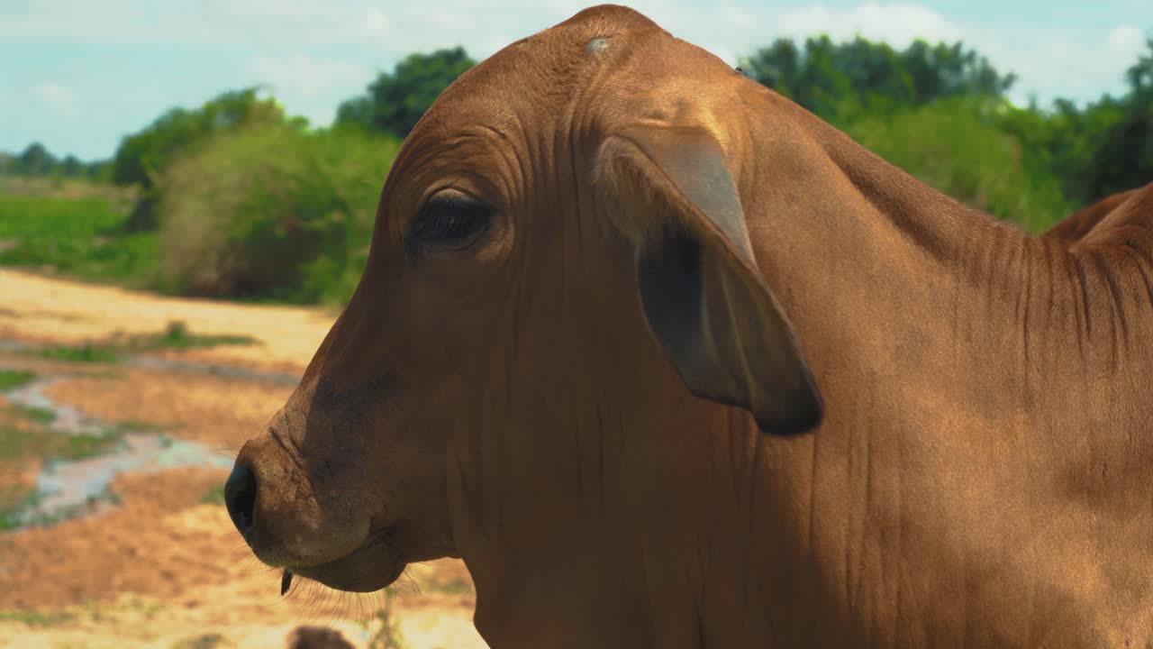 primer plano de vaca tailandesa en la naturaleza en un día soleado mirando a la cámara con moscas en la cara y tejiendo con orejas