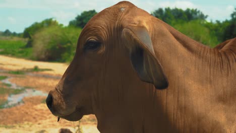 Close-up-of-Thai-cow-in-nature-on-sunny-day-looking-at-camera-with-flies-on-face-and-weaving-with-ears