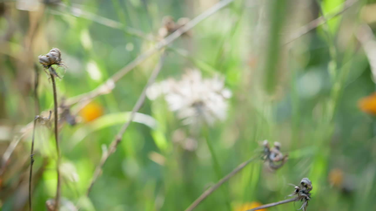 Slow pull out shot showing dandelions and marigolds growing in a dense meadow