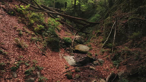 Rocky-bottom-of-deep-woodland-area-ravine,-aerial-drone-view