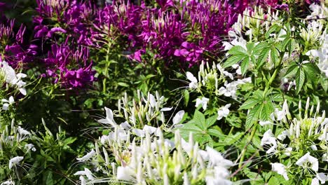 purple and white flowers in bloom