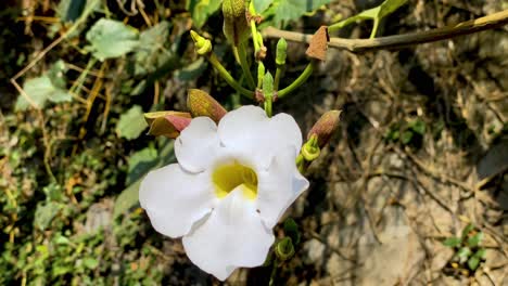 Close-up-shot-of-white-colored-flowers-of-vines-in-the-garden